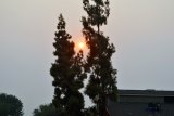 California's fires, while miles away, have had a smoky effect on Lemoore and the San Joaquin Valley. Here the sun, blanketed by smoke rests between two trees on Bush Street at about 6 p.m. Thursday evening.